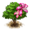 amherstiatree_icon_big.png