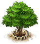 amherstiatree_xl.png