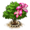 amherstiatree_xl_icon_big.png