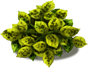 blackeye_plant_layer3.png