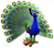 breedingmar2017_peacock_eventtimer_cloudrow.png