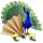 breedingmar2017_peacock_quest-workshop_small.png