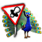 breedingmar2017_peacock_quest_big.png