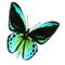 butterfly_workshop_02_orange_icon.png