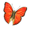 butterfly_workshop_03_red_icon.png