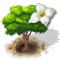 dogwood_icon_big.png