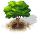 dogwood_tree.png