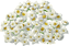 dogwood_tree_layer3.png