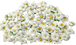 dogwood_tree_xxl_layer3.png