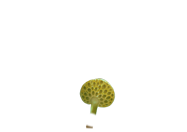 favolaschia_00.png