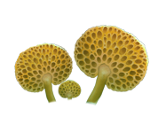 favolaschia_02.png