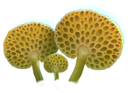 favolaschia_03.png