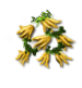 fingeredcitron_layer3.png