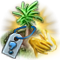 fingeredcitron_seedling.png