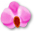 flower_orchid.png