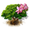 frangipani_tree_icon_big.png