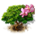 frangipani_tree_icon_small.png