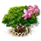 frangipani_tree_xl_icon_big.png