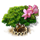 frangipani_tree_xl_icon_small.png