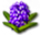 hyacinth_icon_small.png