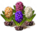 hyacinth_layer3.png