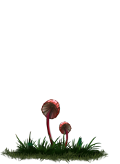 marasmius_00.png