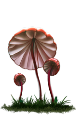 marasmius_02.png