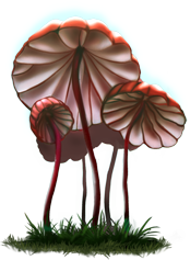 marasmius_03.png