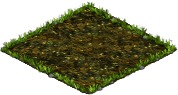 marasmius_plant_2X2.png