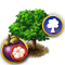 purplemangosteen_tree_icon_big.png
