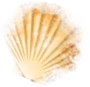 shell_01_missed.png