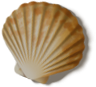 shell_01_rewarded.png