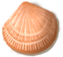 shell_02.png