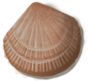 shell_02_rewarded.png