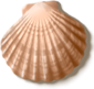 shell_03.png