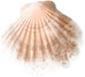 shell_03_missed.png