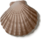 shell_03_rewarded.png