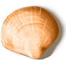 shell_04.png