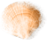 shell_04_missed.png