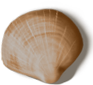 shell_04_rewarded.png