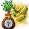 treeseedlingoctober2016_bahamarama_durian-plus_icon_big.png