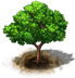 wampee_tree.png