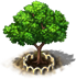 wampee_tree_xl.png