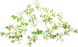 wampee_tree_xxl_layer1.png
